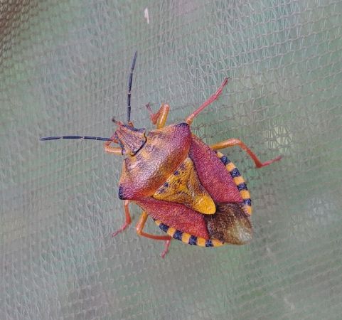Carpocoris purpureipennis 