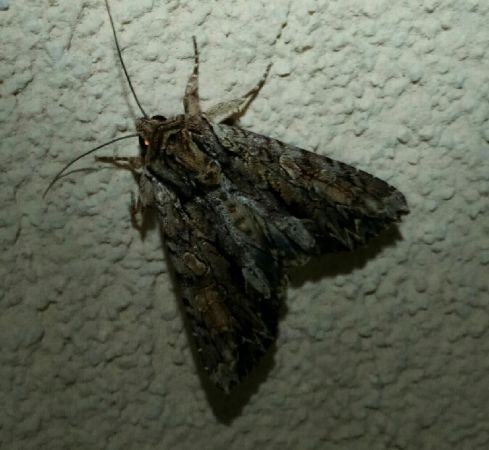 Apamea monoglypha  - Thomas Lux