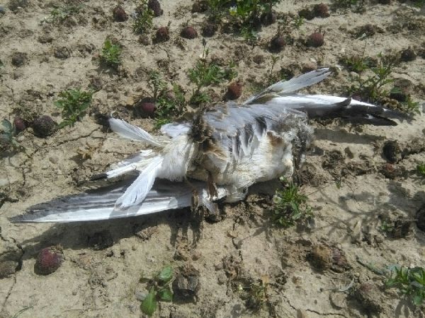 Lachmöwe  - Tomasz Zarzycki