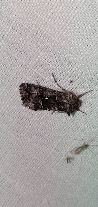 Syngrapha ain  - Melchior Viallet