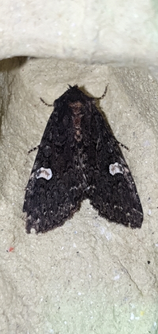 Melanchra persicariae  - Melchior Viallet