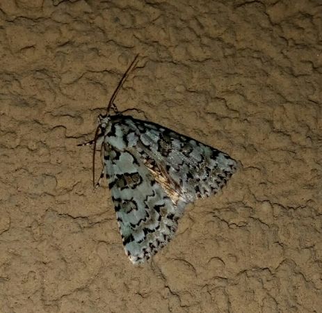 Nyctobrya muralis  - Thomas Lux