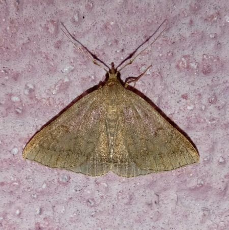 Zanclognatha lunalis  - Thomas Lux