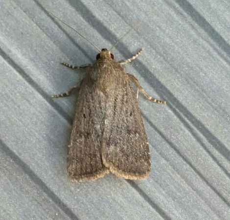Amphipyra tragopoginis  - Thomas Lux