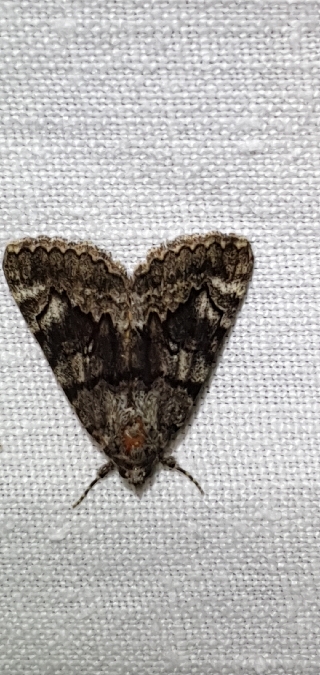 Catocala nymphagoga  - Melchior Viallet