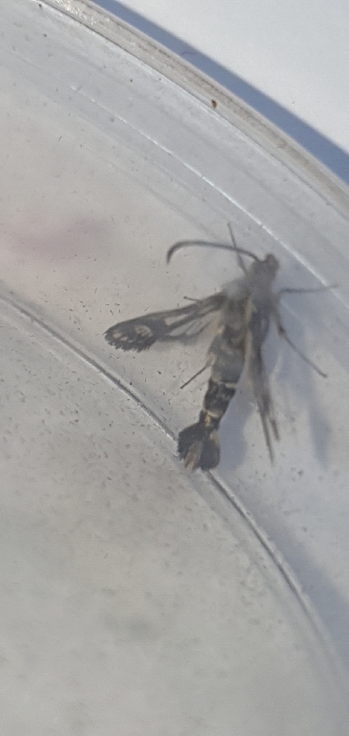 Chamaesphecia empiformis  - Melchior Viallet