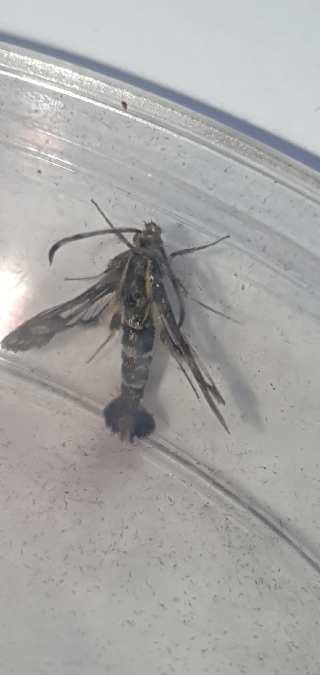 Chamaesphecia empiformis  - Melchior Viallet