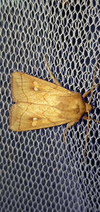 Mythimna conigera  - Melchior Viallet