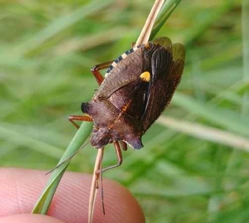 Pentatoma rufipes 
