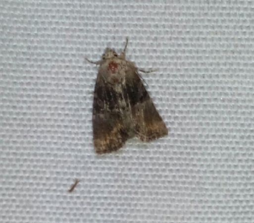 Mesoligia furuncula  - Thomas Lux