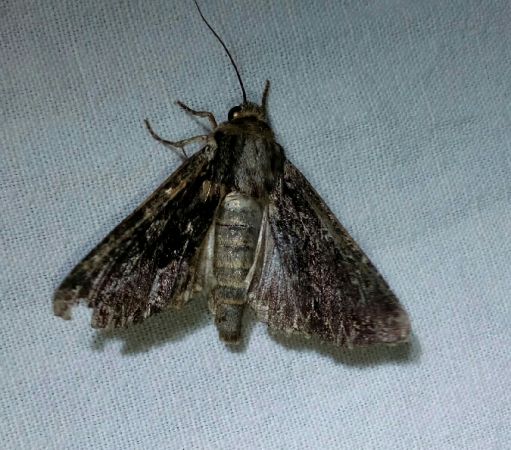 Apamea monoglypha  - Thomas Lux