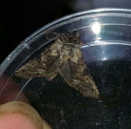 Abrostola tripartita  - Thomas Lux