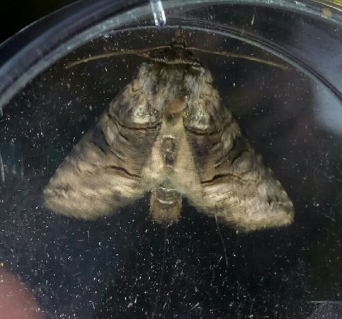 Abrostola tripartita  - Thomas Lux