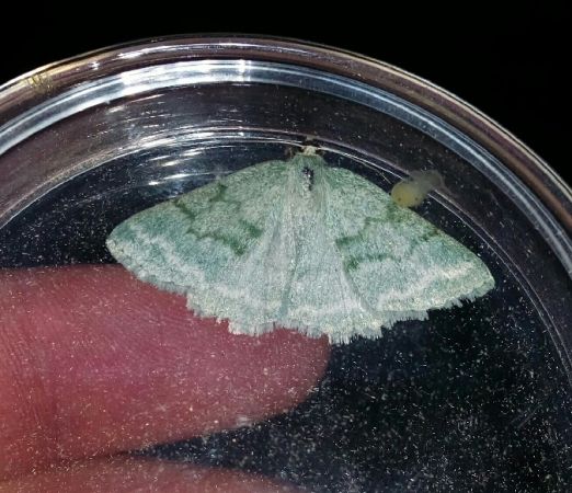 Pseudoterpna pruinata  - Thomas Lux