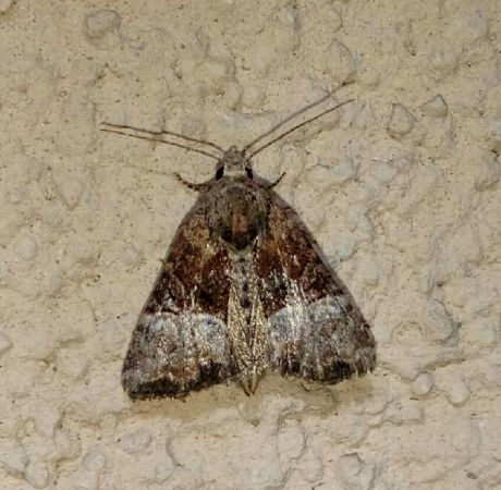 Mesoligia furuncula  - Thomas Lux