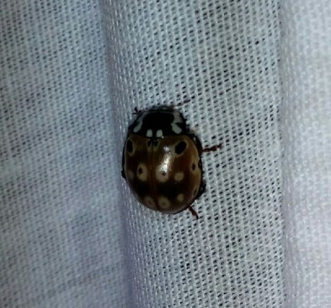 Anatis ocellata  - Thomas Lux
