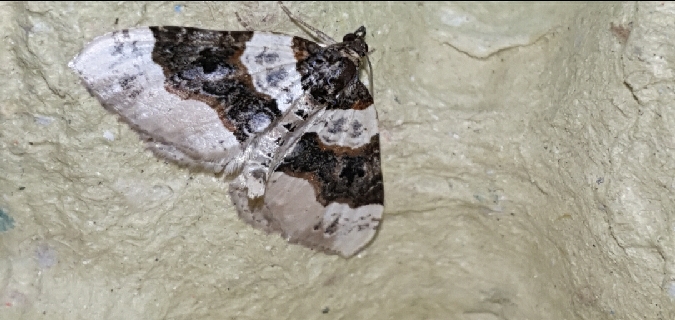 Lynx  - Melchior Viallet
