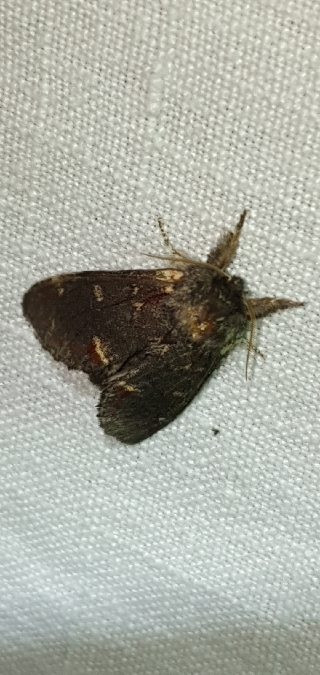 Notodonta dromedarius  - Melchior Viallet