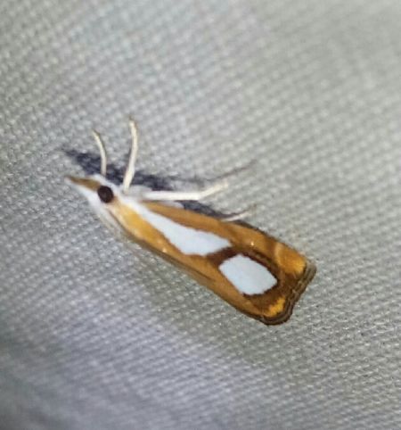 Catoptria pinella  - Thomas Lux