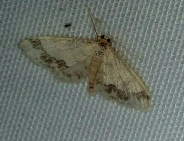 Idaea trigeminata  - Thomas Lux