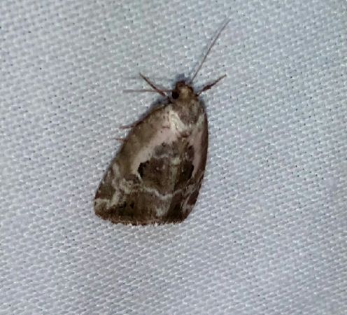 Elaphria venustula  - Thomas Lux