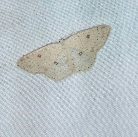 Cyclophora albipunctata  - Thomas Lux