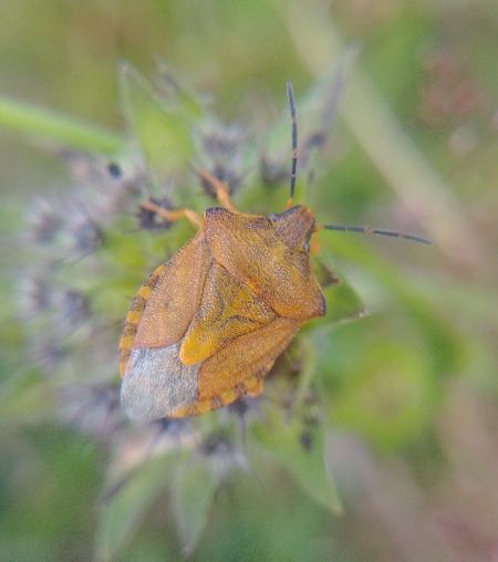 Carpocoris purpureipennis 