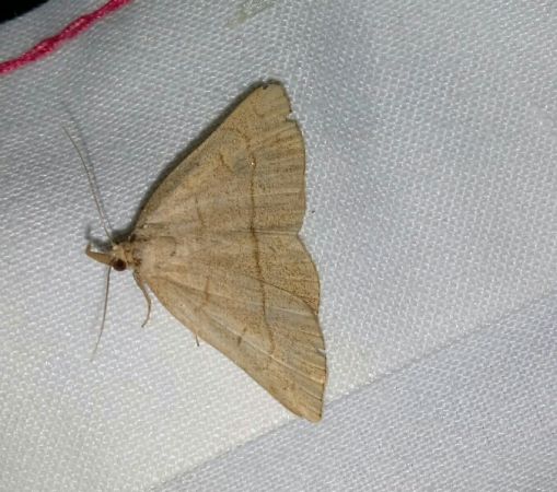 Paracolax tristalis  - Thomas Lux
