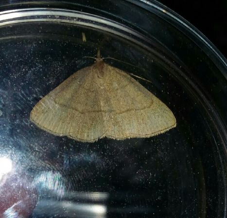 Paracolax tristalis  - Thomas Lux