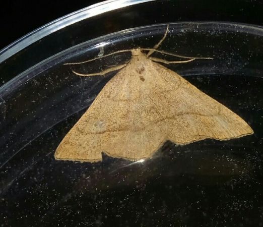 Paracolax tristalis  - Thomas Lux