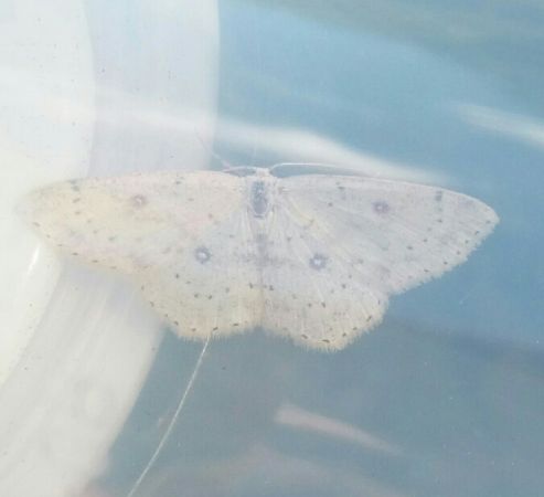 Cyclophora albipunctata  - Thomas Lux