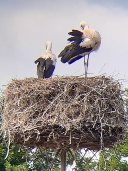 Weissstorch  - Krzysztof Sokołowski