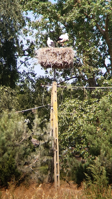 bocian biały  - Krzysztof Sokołowski