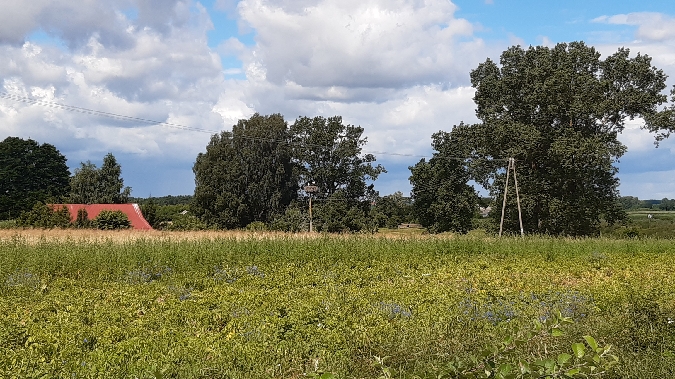 bocian biały  - Krzysztof Sokołowski