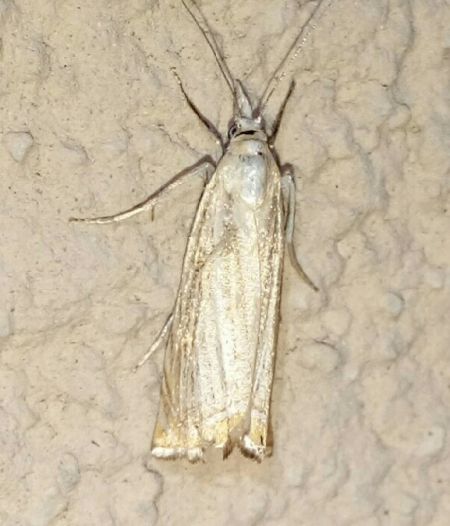 Crambus des jardins  - Thomas Lux