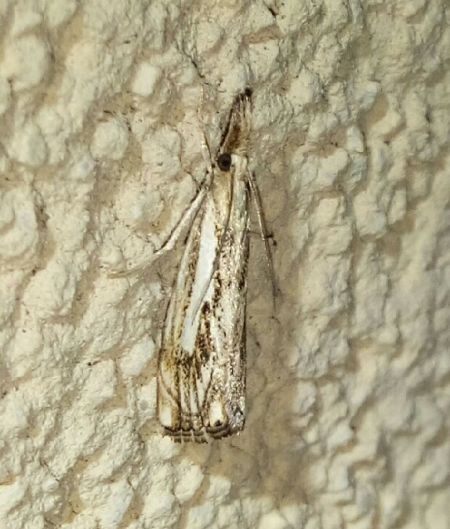 Catoptria falsella  - Thomas Lux