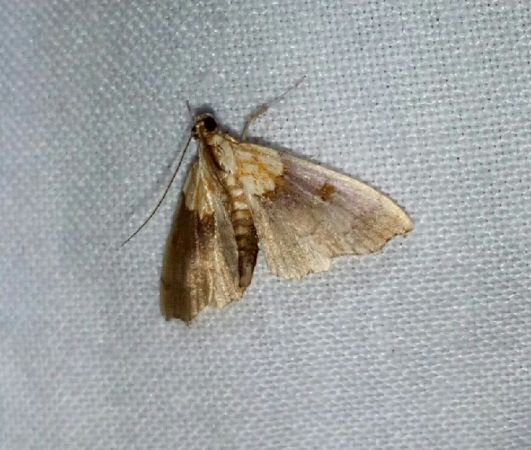 Agrotera nemoralis  - Thomas Lux