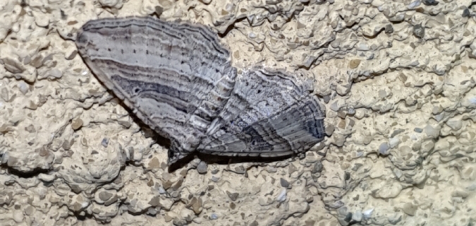 Costaconvexa polygrammata  - Melchior Viallet