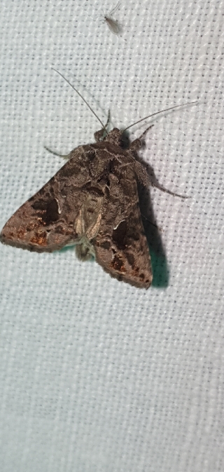 Ctenoplusia accentifera  - Melchior Viallet