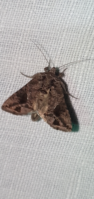 Ctenoplusia accentifera  - Melchior Viallet