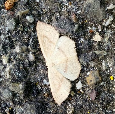 Cyclophora linearia  - Thomas Lux
