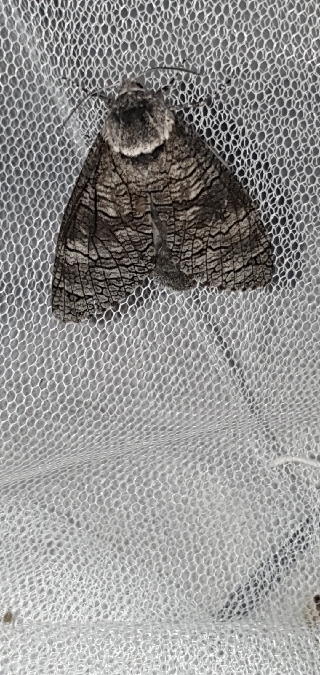 Acossus terebra  - Melchior Viallet