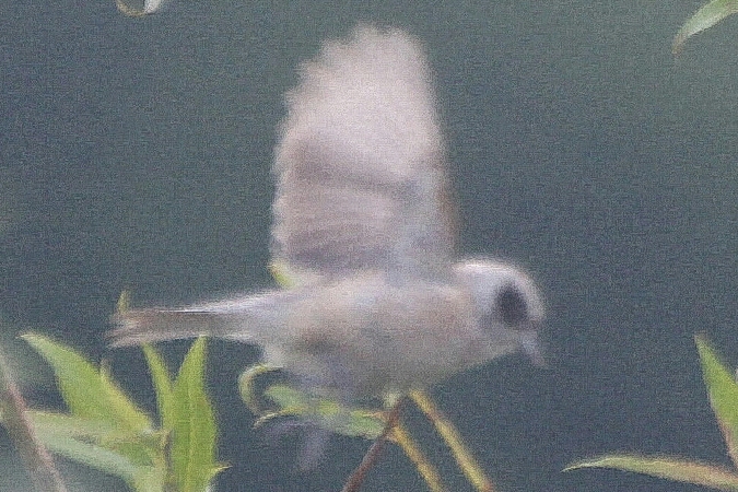 Rémiz penduline  - Adam Olszewski