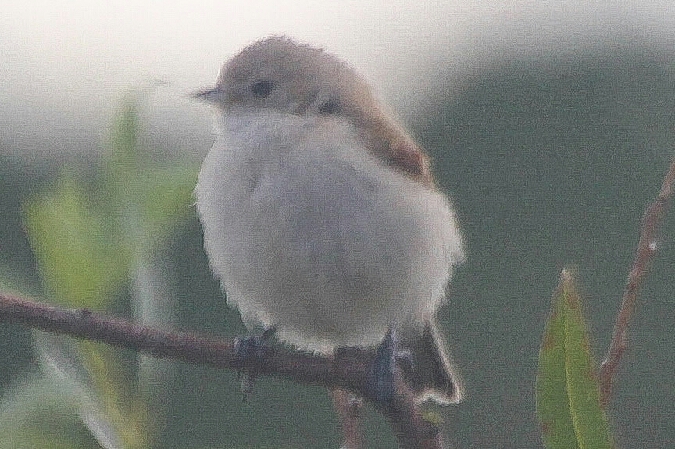 Rémiz penduline  - Adam Olszewski