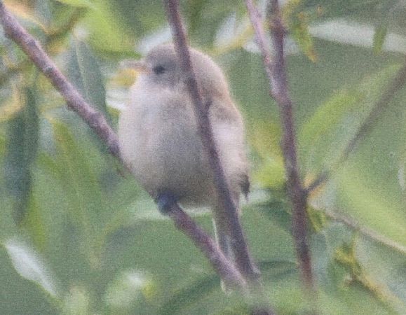 Rémiz penduline  - Adam Olszewski