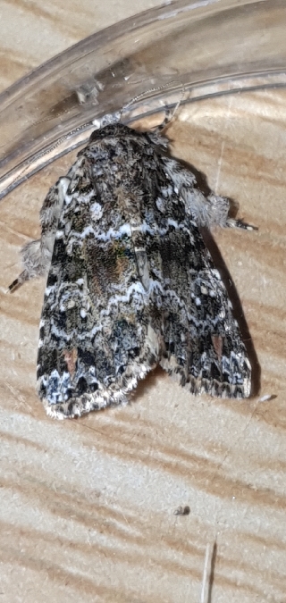 Callopistria latreillei  - Melchior Viallet