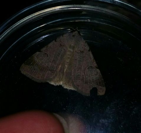Lygephila craccae  - Thomas Lux