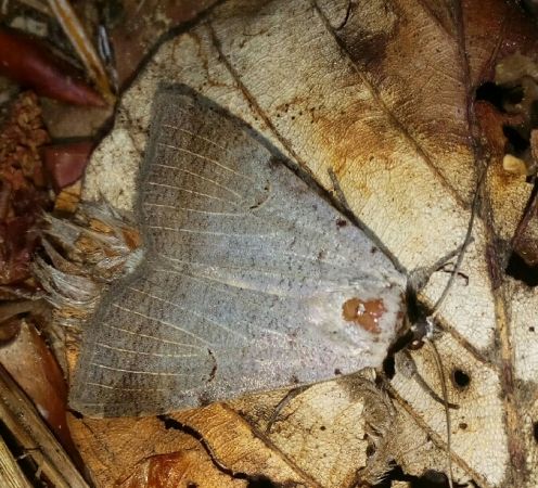 Lygephila craccae  - Thomas Lux