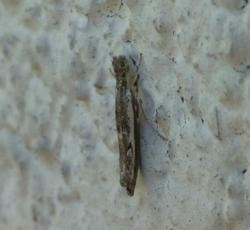 Platytes alpinella  - Thomas Lux