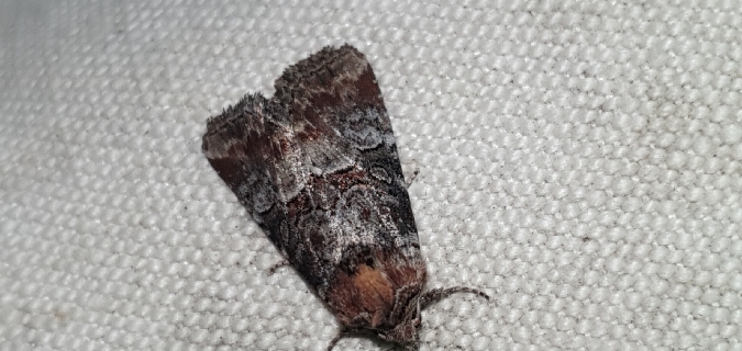 Litoligia literosa  - Melchior Viallet